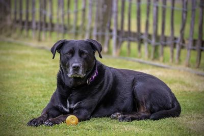 Portrait of a dog