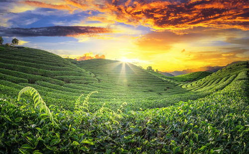 Scenic view of field against sky during sunset