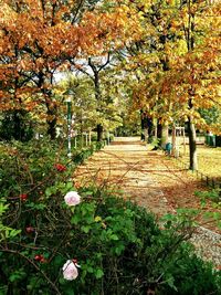 Walkway amidst trees during autumn