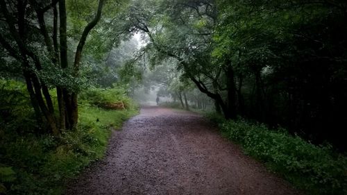 Road amidst trees in forest