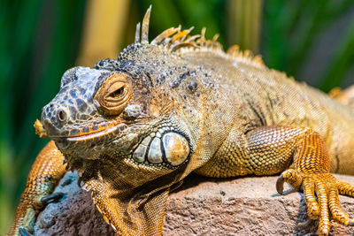 Close-up of a turtle