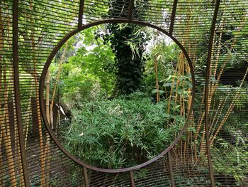 Bamboo trees in forest