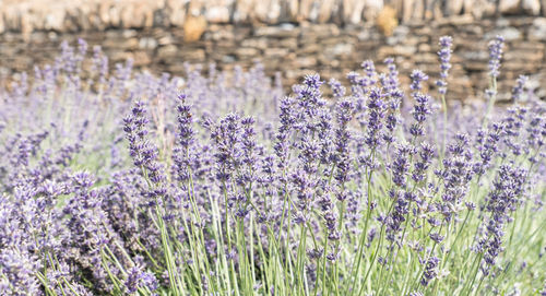 Close-up of purple flowering plants on field