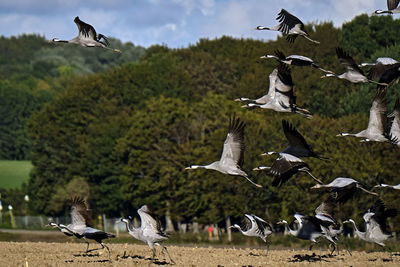 Seagulls flying over land