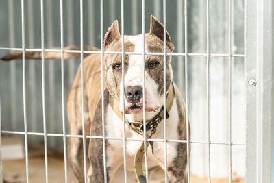 Portrait of dog in cage