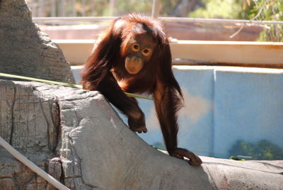 Monkey sitting in a zoo