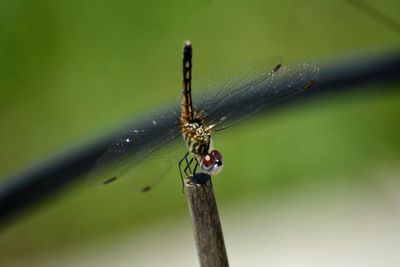 Close-up of dragonfly on plant