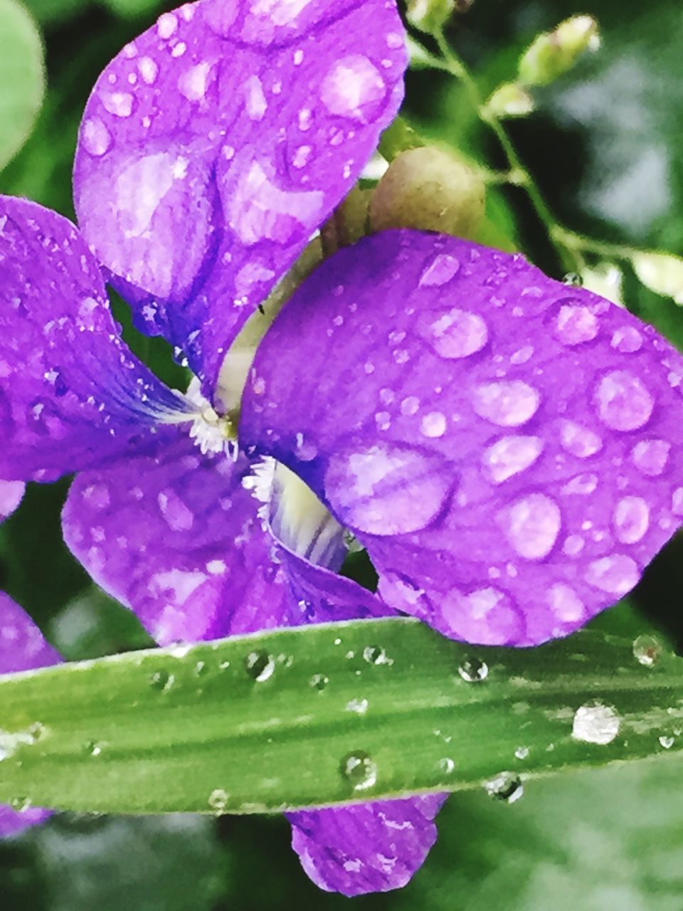 freshness, flower, drop, fragility, petal, water, wet, close-up, growth, beauty in nature, flower head, dew, focus on foreground, nature, plant, blooming, purple, raindrop, single flower, pink color