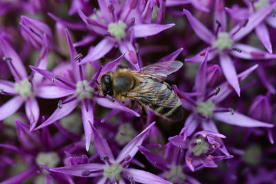 Close-up of bee pollinating on purple flower