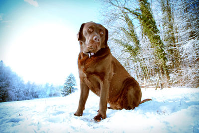 Dog looking away on snow covered land