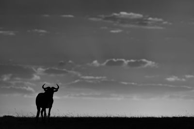 Mono blue wildebeest on horizon against sunset