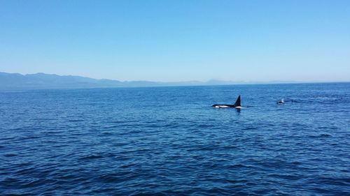 View of a swimming in sea