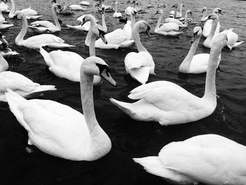 View of swans in lake