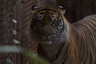 Portrait of a tiger