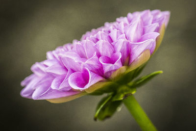 Close-up of flower blooming outdoors