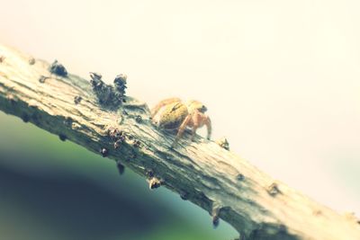 Close-up of insect on tree against sky