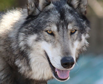 Close-up portrait of dog