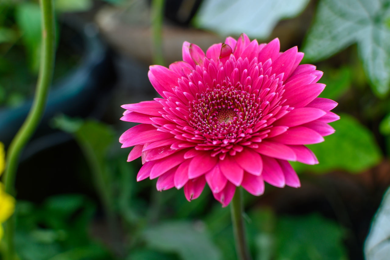 CLOSE-UP OF PINK FLOWERING PLANTS