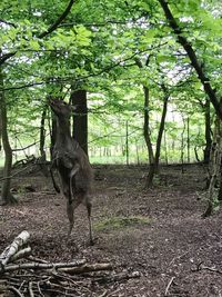 Trees on field in forest