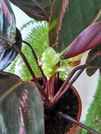 Close-up of potted plant