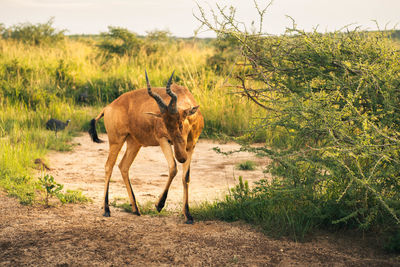 Jackson's hartebeest in its savanna habitat. ideal for wildlife, safari, and travel projects.