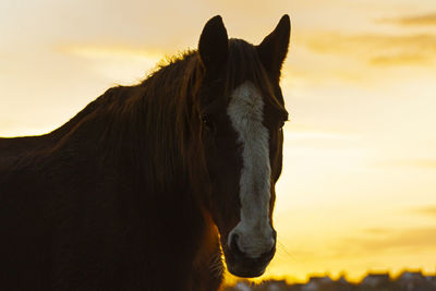 Horse on a field