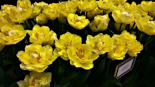 Close-up of yellow flowers blooming outdoors