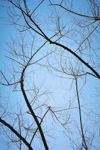 Low angle view of bare trees against blue sky