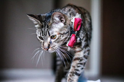 Close-up of cat at home