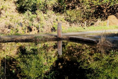 Trees growing in pond