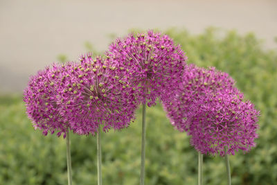 Close-up of pink flowering plant on field