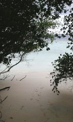 Reflection of trees in water