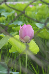 Close-up of pink lotus water lily