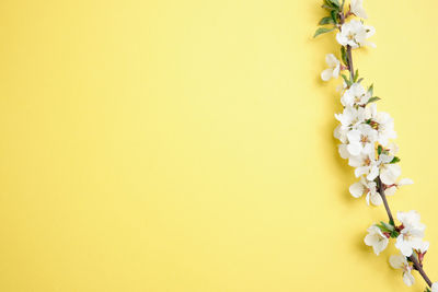 Close-up of white flowering plant against yellow background