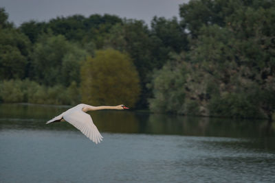 Swan flying over lake against trees