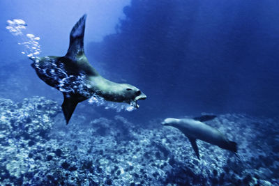 Two young sea lions play aggressively, santa barbara island,