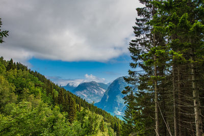 Pine trees in forest against sky