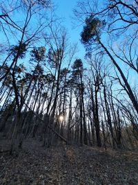 Low angle view of bare trees in forest