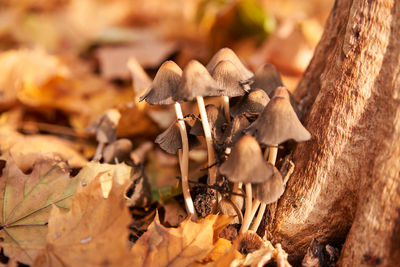 Close-up of mushrooms growing on field during autumn
