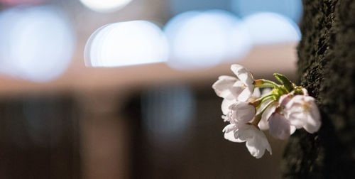 Close-up of flowers against blurred background