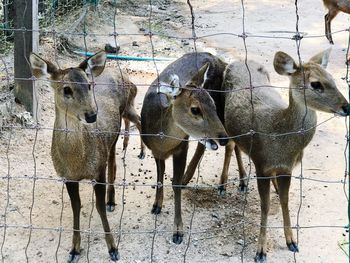 Horse in zoo