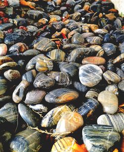 Full frame shot of shells