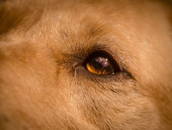 Close-up of dog eye