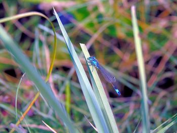 Close-up of a spider on grass