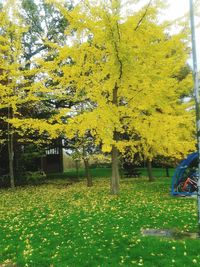 Trees in park