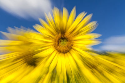 Close-up of yellow flowering plant against sky