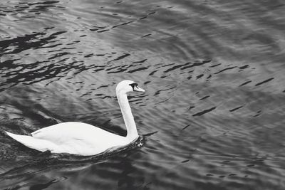 High angle view of swan swimming in lake