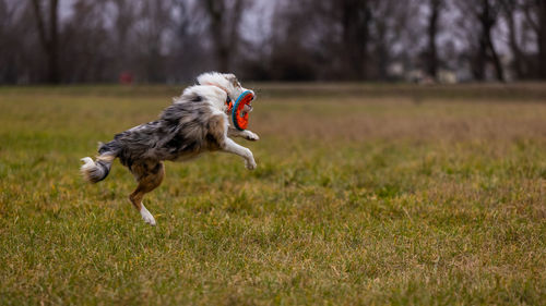 Full length of a bird running on field
