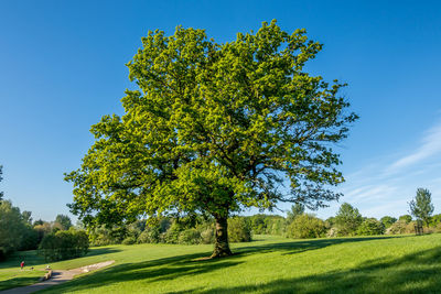 Tree on field against blue sky