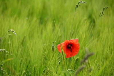 Plant growing on grassy field